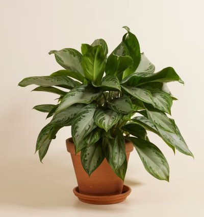 Aglaonema Chinese Evergreen 'Silver Bay' – Live Plant