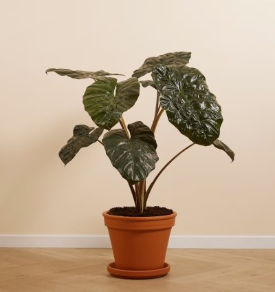 Alocasia 'Yucatan Princess' – Elephant Ears Plant