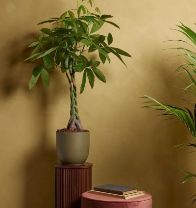 Pachira Aquatica – Money Tree Plant