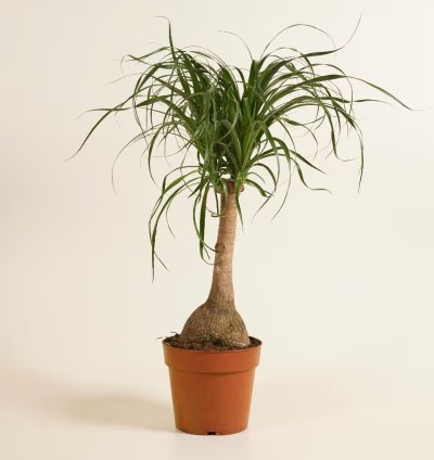 Beaucarnea Recurvata – Ponytail Palm Plant