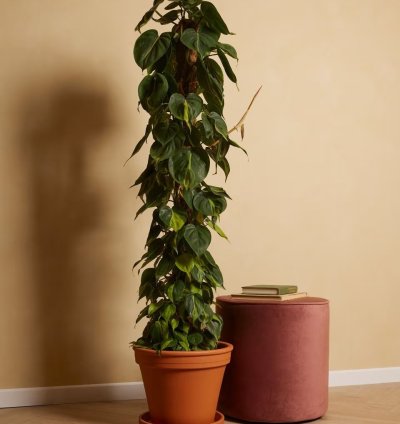 Philodendron Scandens – Brazilian Heartleaf Plant