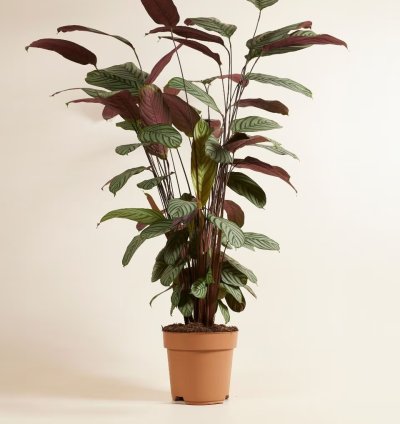 Calathea oppenheimiana – Prayer Plant