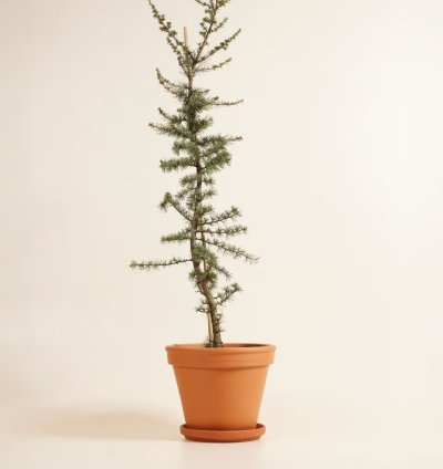 Cedrus libani ‘Glauca’ – Blue Lebanon Cedar Plant