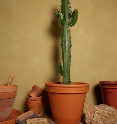 Euphorbia acrurensis – African Cactus Euphorbia Plant