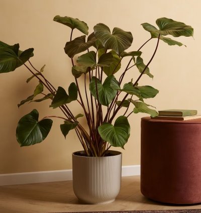 Homalomena rubescens 'Maggy' – Tropical Foliage Plant