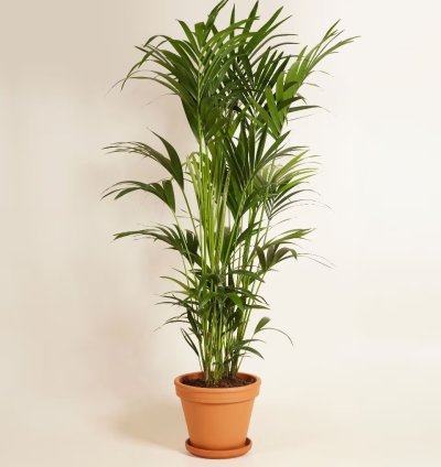 Kentia Palm – Howea forsteriana Plant