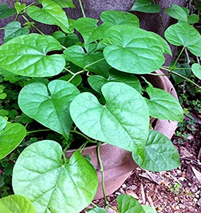 Giloy Plant (Tinospora cordifolia)