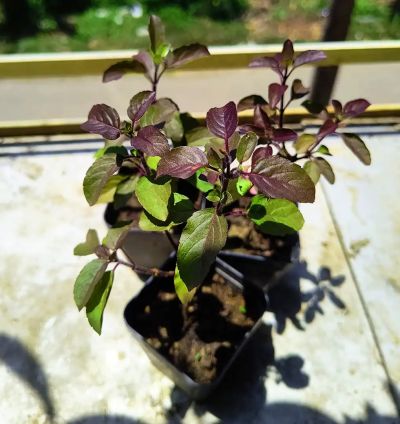 Holy Basil (Krishna Tulsi) – Live Potted Plant for Balcony or Outdoor Spaces