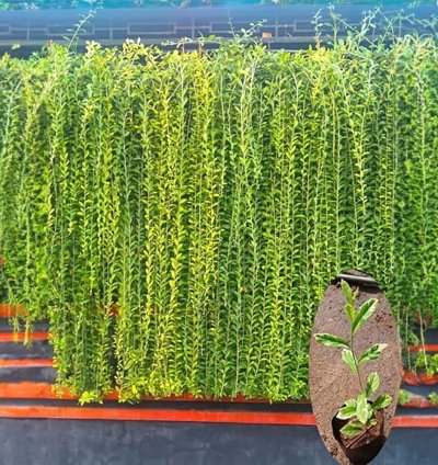 Curtain Creeper (Vernonia) – Live Climbing Vine for Indoor/Outdoor Decoration