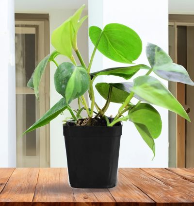 Philodendron Brasil – Live Hanging Plant for Indoor and Garden Decor