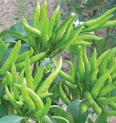 Hybrid Chilli Pepper Seed / Hot Bengali Surajmukhi 100+ Seeds