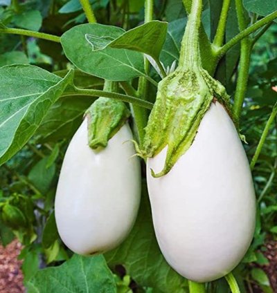 Brinjal (Eggplant) Seeds – Black & White Round Variety | Pack of 25+ Seeds