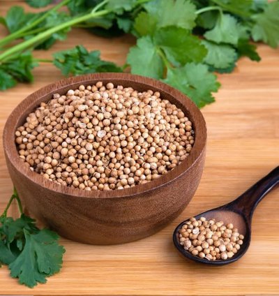 Coriander Seeds for Home Gardening – Dhania / Chinese Parsley | 100+ Seeds