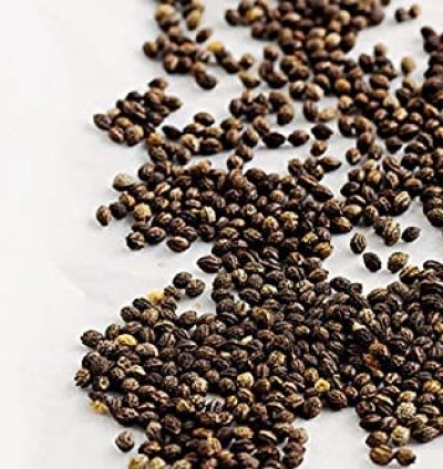 Papaya Seeds (Carica papaya) – Pack of 100+ Fruit Seeds