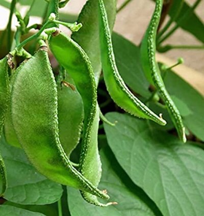 Lima Bean Seeds (Dolichos) – Fresh Vegetable Seeds | Pack of 25+