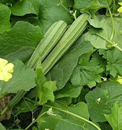 Luffa acutangula Seeds – Ridge Gourd / Torai for Home Gardening | Pack of 25+