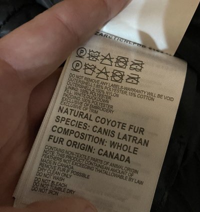 Canada goose
