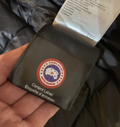 Canada goose