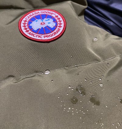 Canada goose