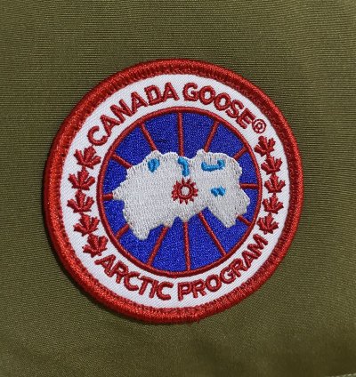 Canada goose