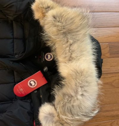Canada goose Callaghan parka BNWT