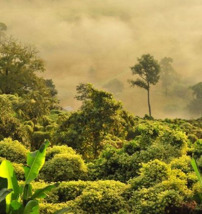 Tropical Misty Forest Digital Art Serene Jungle Morning Landscape