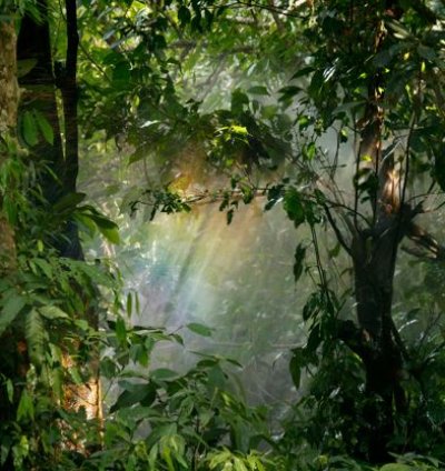 Mystic Rainforest Light Magical Jungle Digital Wall Art