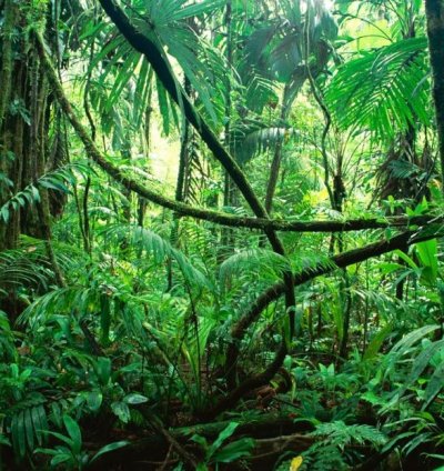 Lush Jungle Canopy High-resolution Tropical Forest Digital Print