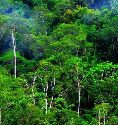 Emerald Lush Digital Rainforest Wall Art