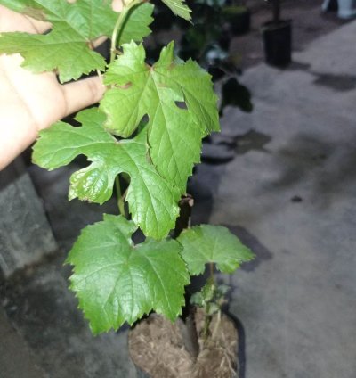 Grape Roman Ruby Grafted Fruit Tree