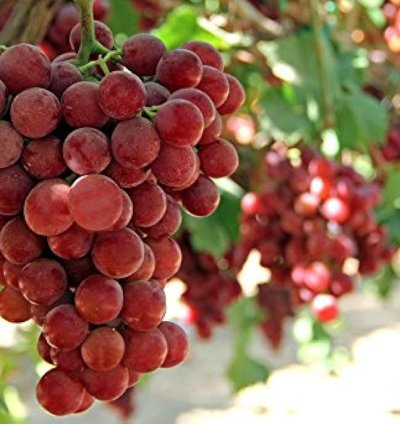 Grape Roman Ruby Grafted Fruit Tree