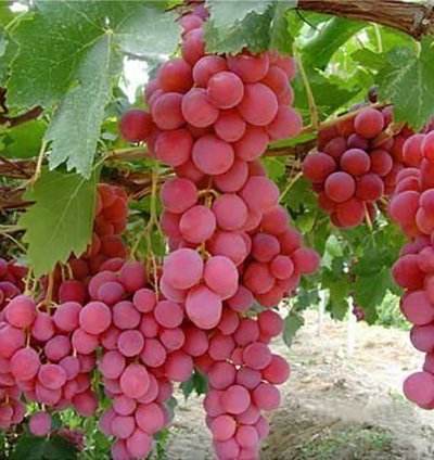 Grape Roman Ruby Grafted Fruit Tree