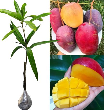 Grafted Manggo Miyazaki Plants Free Phytosanitary