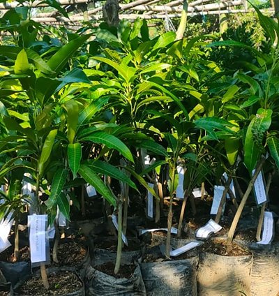 Grafted Manggo Miyazaki Plants Free Phytosanitary