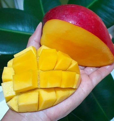 Grafted Manggo Miyazaki Plants Free Phytosanitary