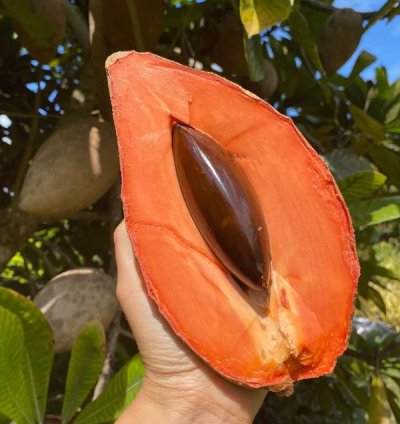 Mamey Sapote Grafting Pouteria Sapota Giant Sawo