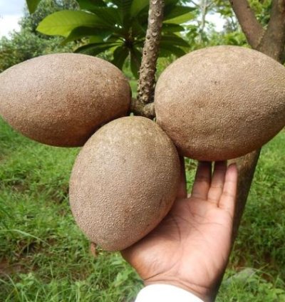 Mamey Sapote Grafting Pouteria Sapota Giant Sawo