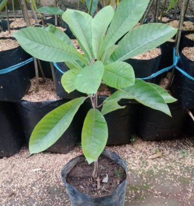 Mamey Sapote Grafting Pouteria Sapota Giant Sawo