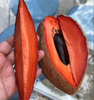 Mamey Sapote Grafting Pouteria Sapota Giant Sawo