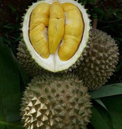 Musang King Legend durio Zibethinus