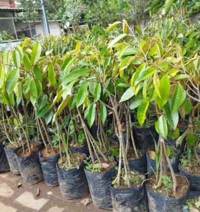 Musang King Legend durio Zibethinus