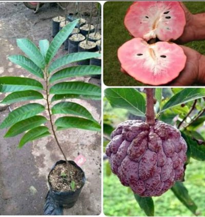 Red Soursop Grafted Fruit Tree