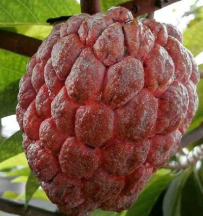 Red Soursop Grafted Fruit Tree