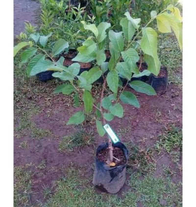Red Soursop Grafted Fruit Tree