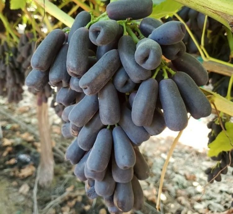 Grape Moondrop Sweet Saphire Grafted
