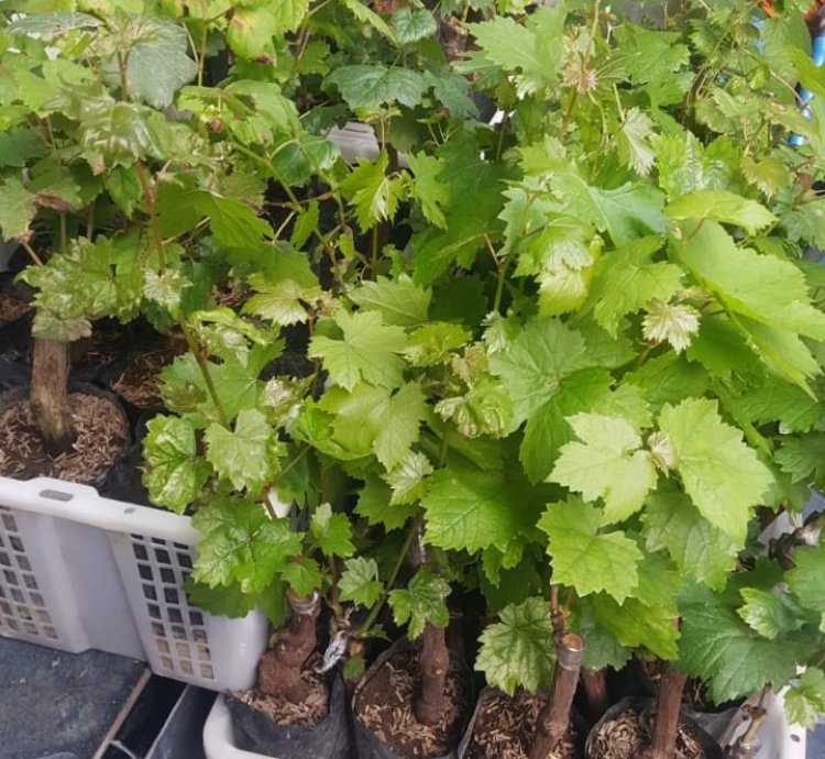 Grape Moondrop Sweet Saphire Grafted