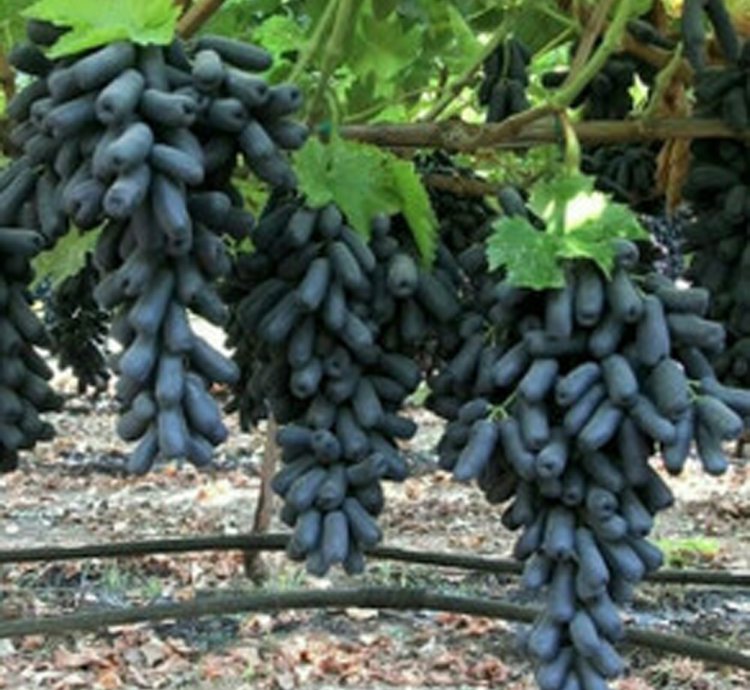 Grape Moondrop Sweet Saphire Grafted