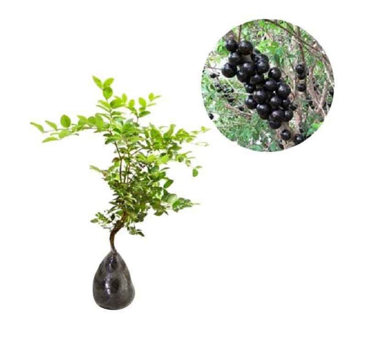 Brasil Jaboticaba Preco Varigata
