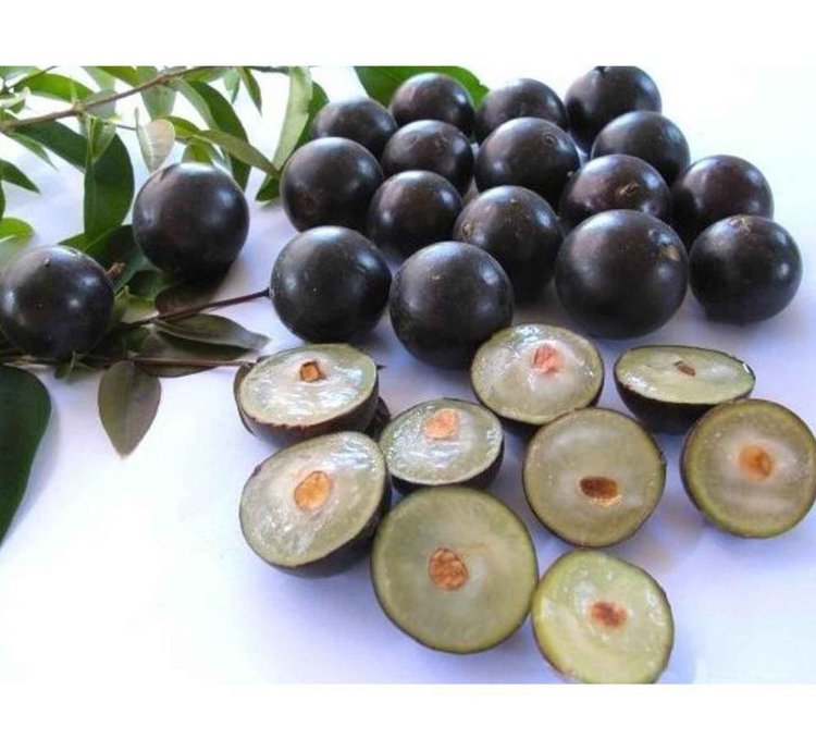 Brasil Jaboticaba Preco Varigata
