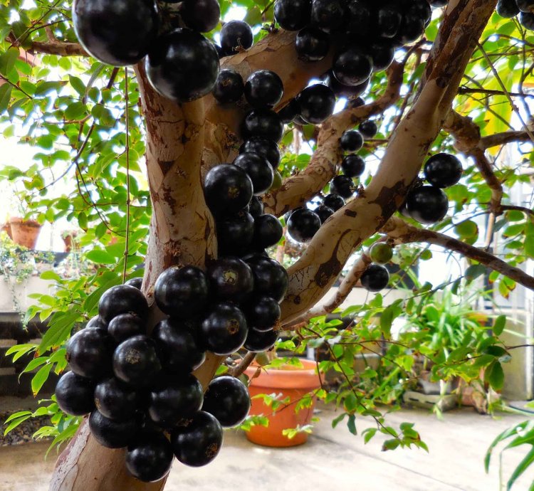 Brasil Jaboticaba Preco Varigata